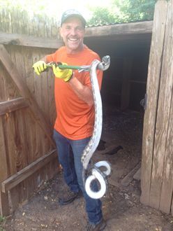 Man in orange shirt holding a large white and grey snake with a green tool in a wooden shed.
