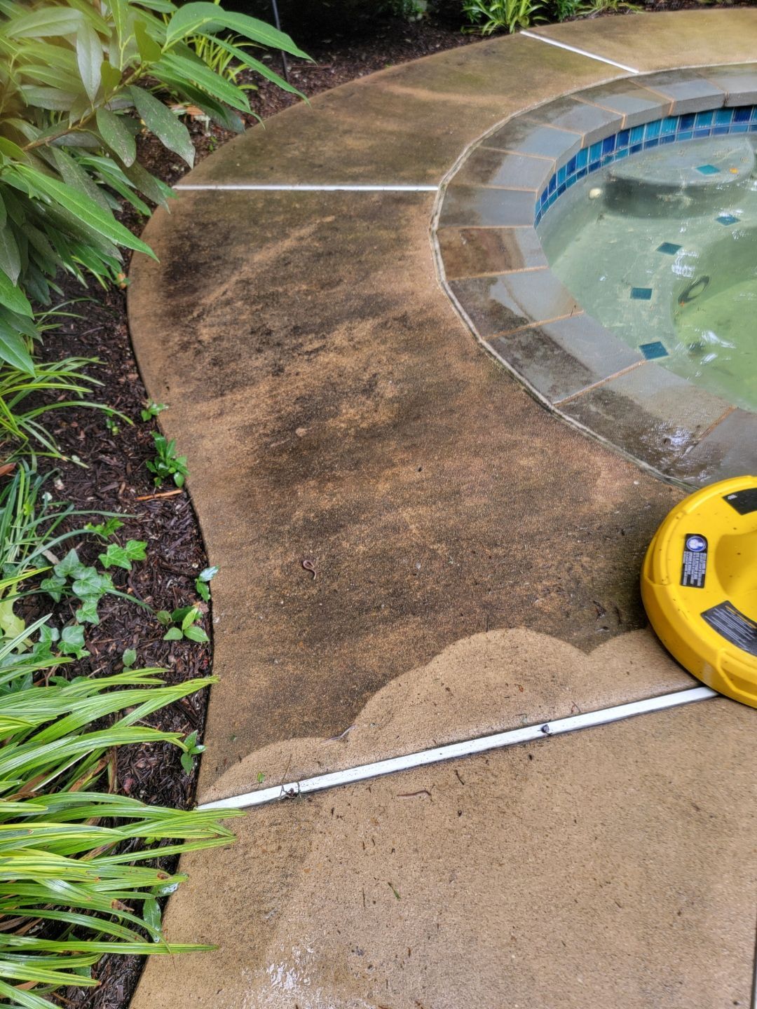 Curved pool deck with wet concrete, surrounding plants, and a yellow pool cleaner near the waterline