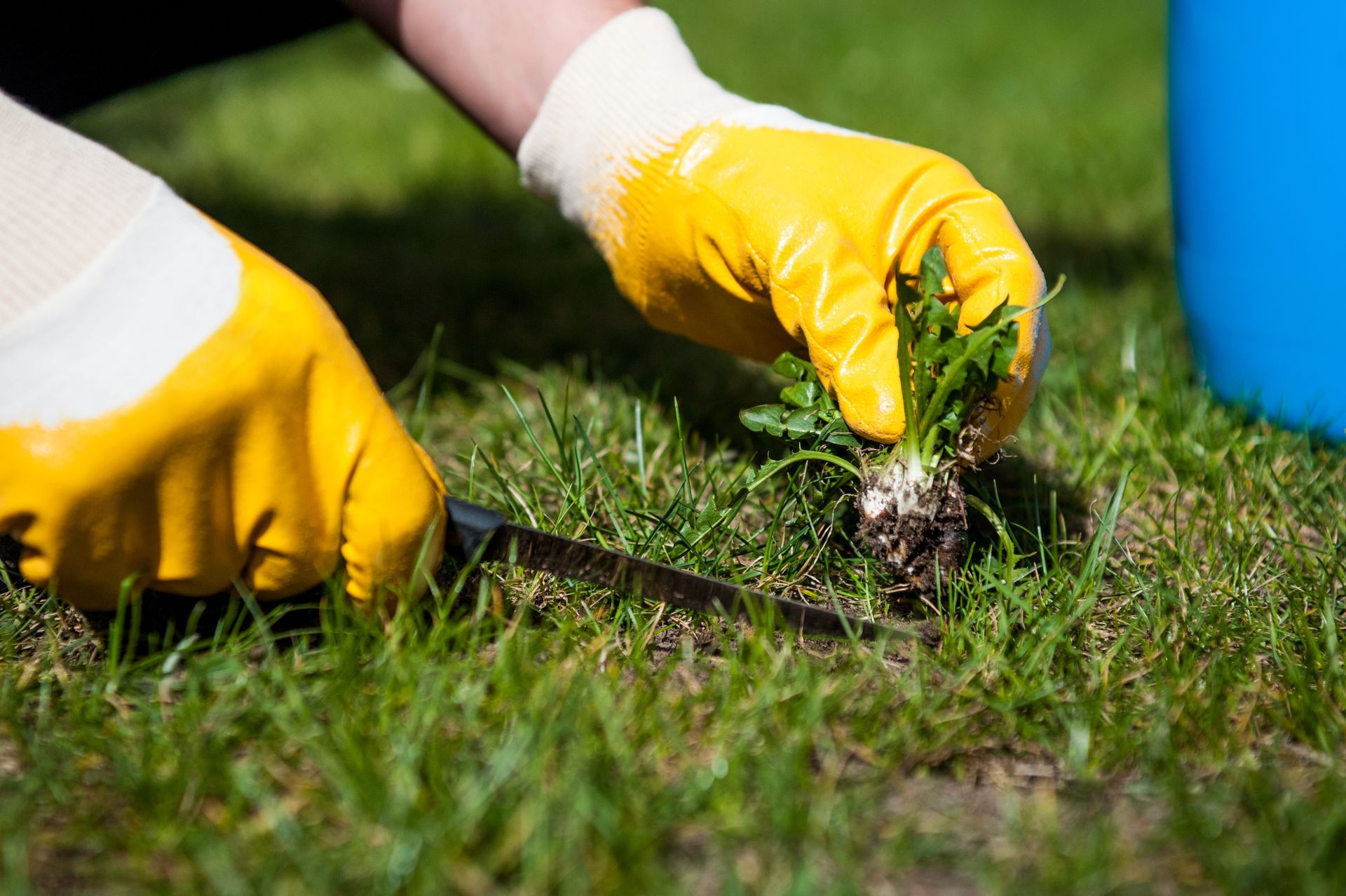 Yellow-gloved hands pulling weeds from green grass Yellow-gloved hands pulling weeds from green grass