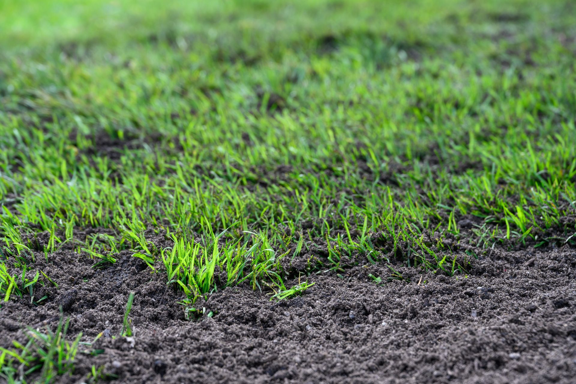 Fresh green grass sprouting through dark soil in a field Fresh green grass sprouting through dark soil in a field
