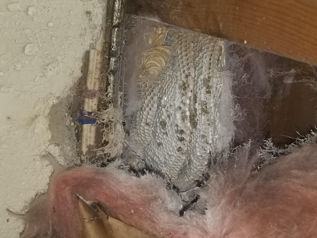 Molds Infestation