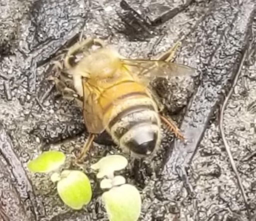 Large Bug