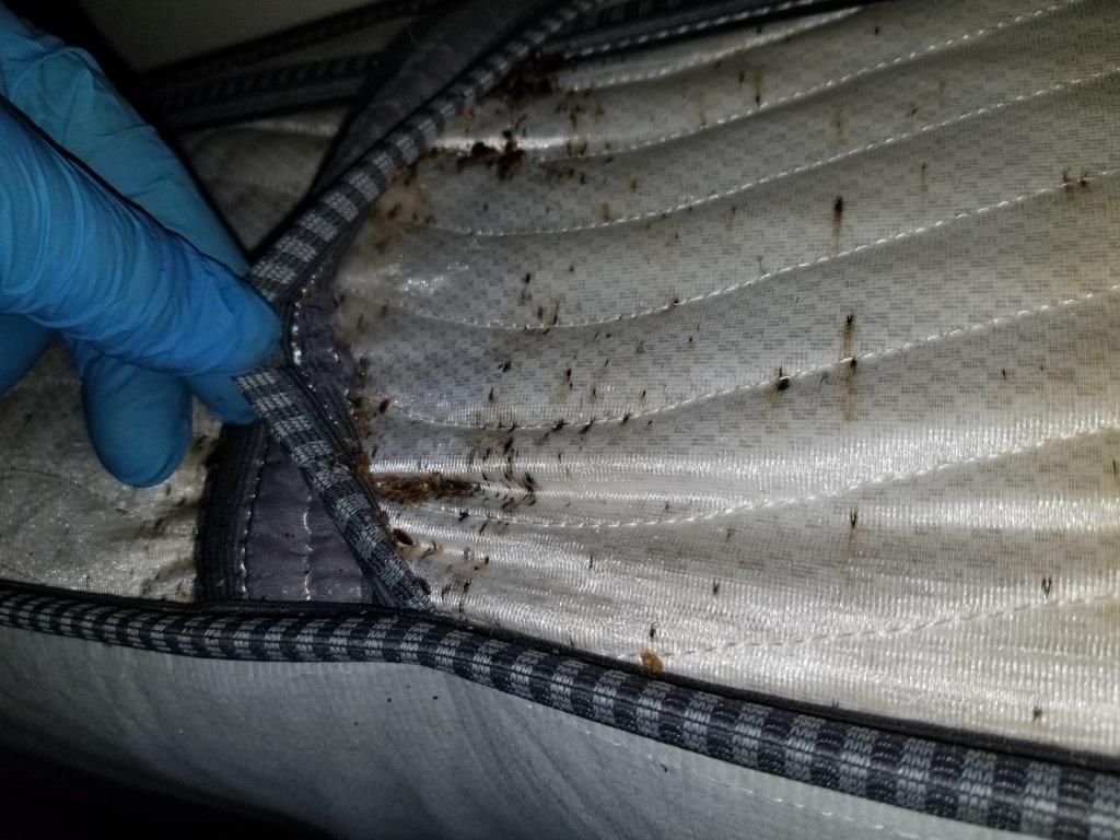 Infested Bed Sheet
