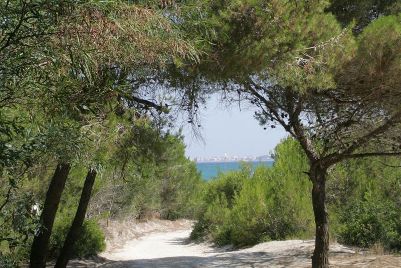 Un sentiero sabbioso e ombreggiato, immerso tra i pini, conduce a un mare di un blu intenso in una giornata di sole.