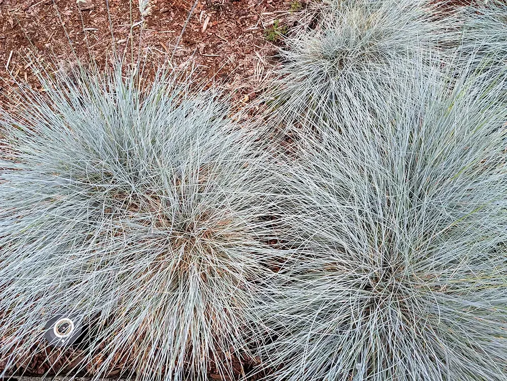 ornamental grass