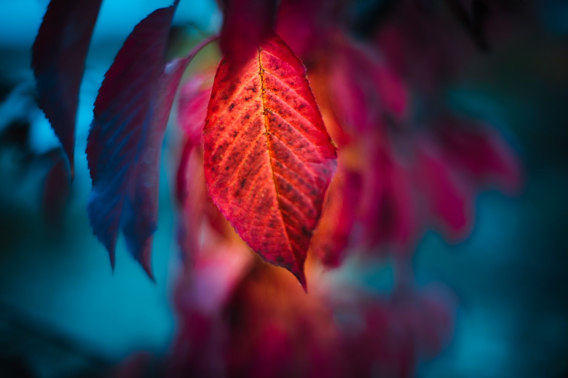 nature
