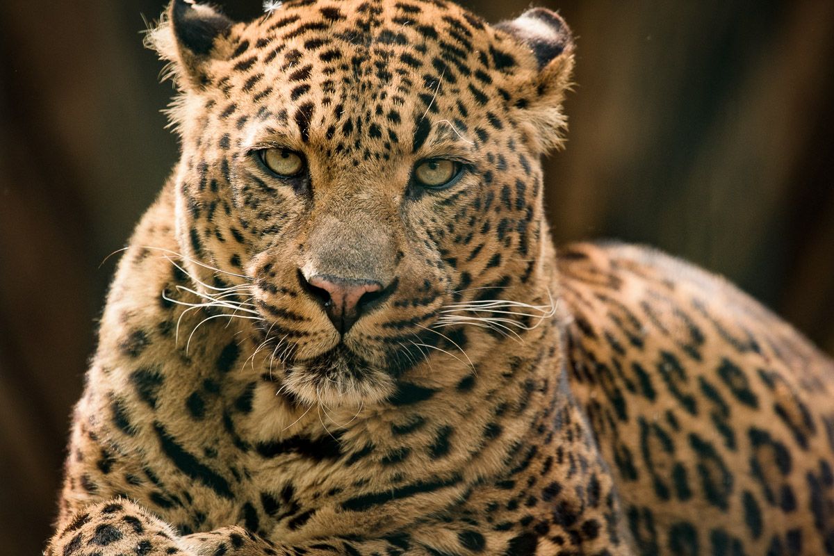 wildlife