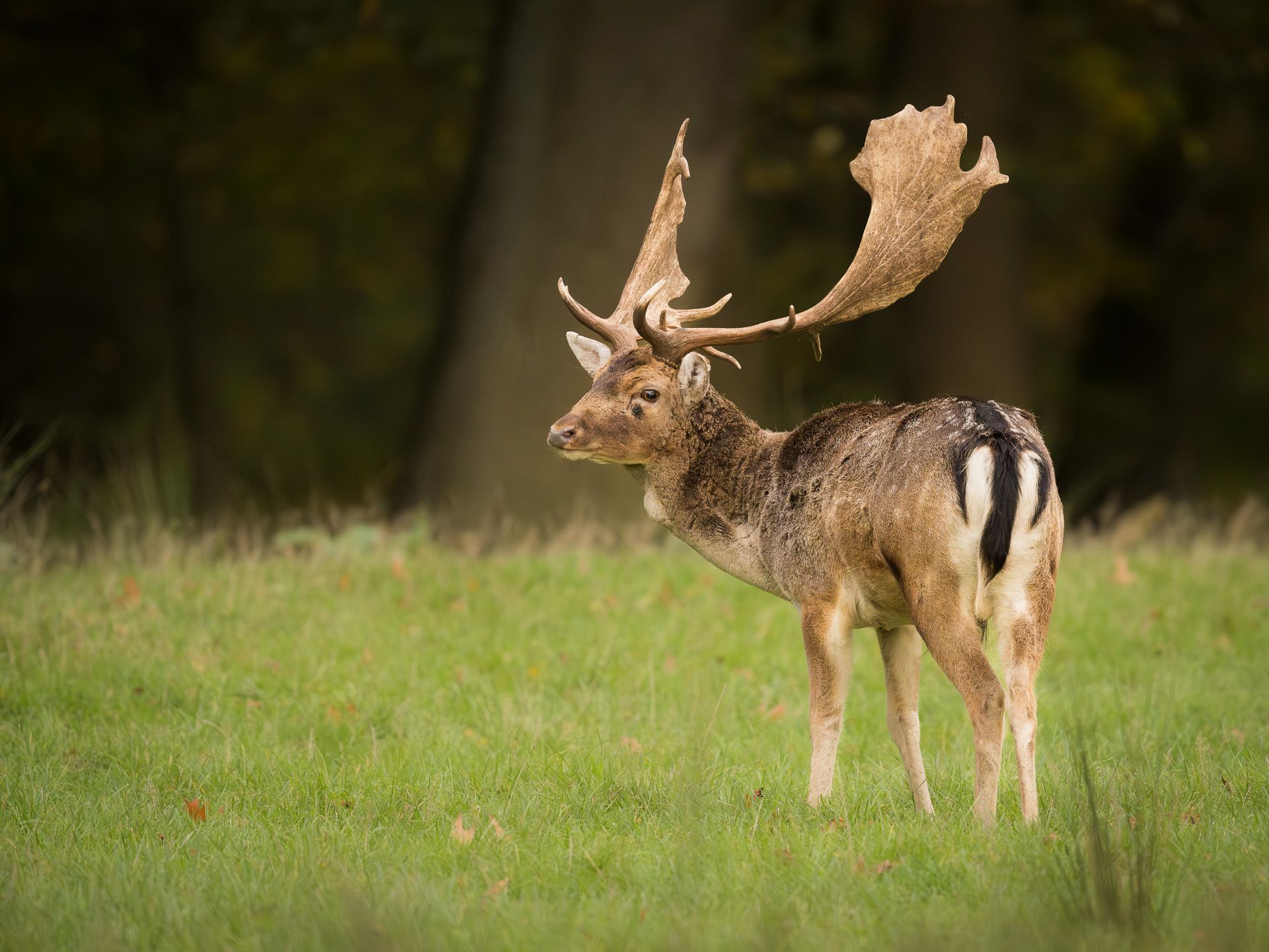 wildlife