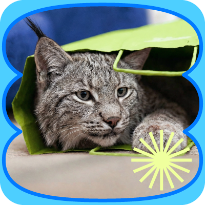 Gray tabby cat peeking from a green tunnel on a blue background with a yellow burst icon