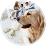 A golden-colored dog rests on a carpet in the foreground, with a blurred family sitting together on a sofa behind it.