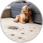 A golden spaniel sits on a light carpet by a couch, next to several dark, messy paw print stains.