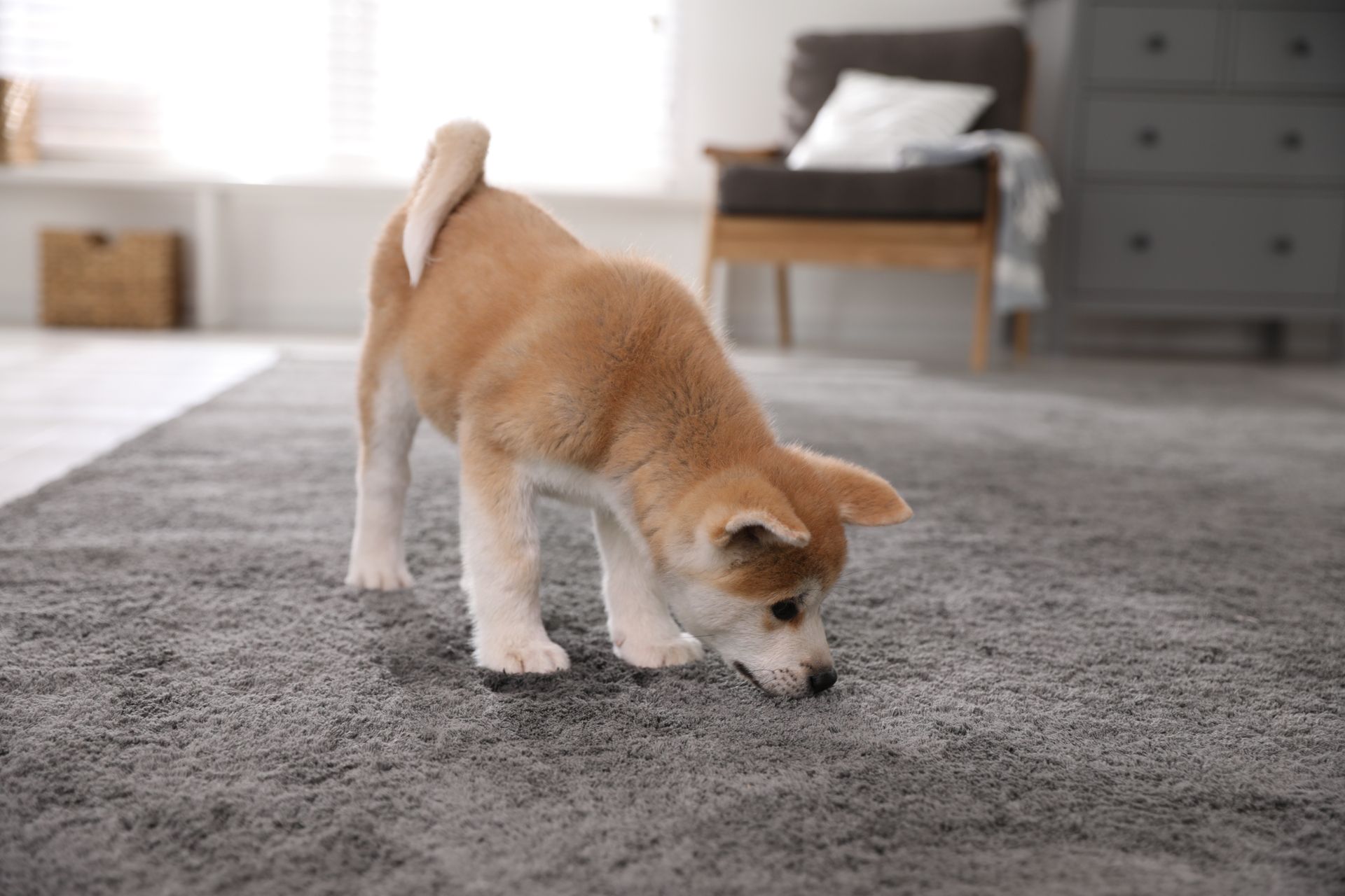 A light brown and white Shiba Inu puppy sniffs a grey carpet in a sunlit room.