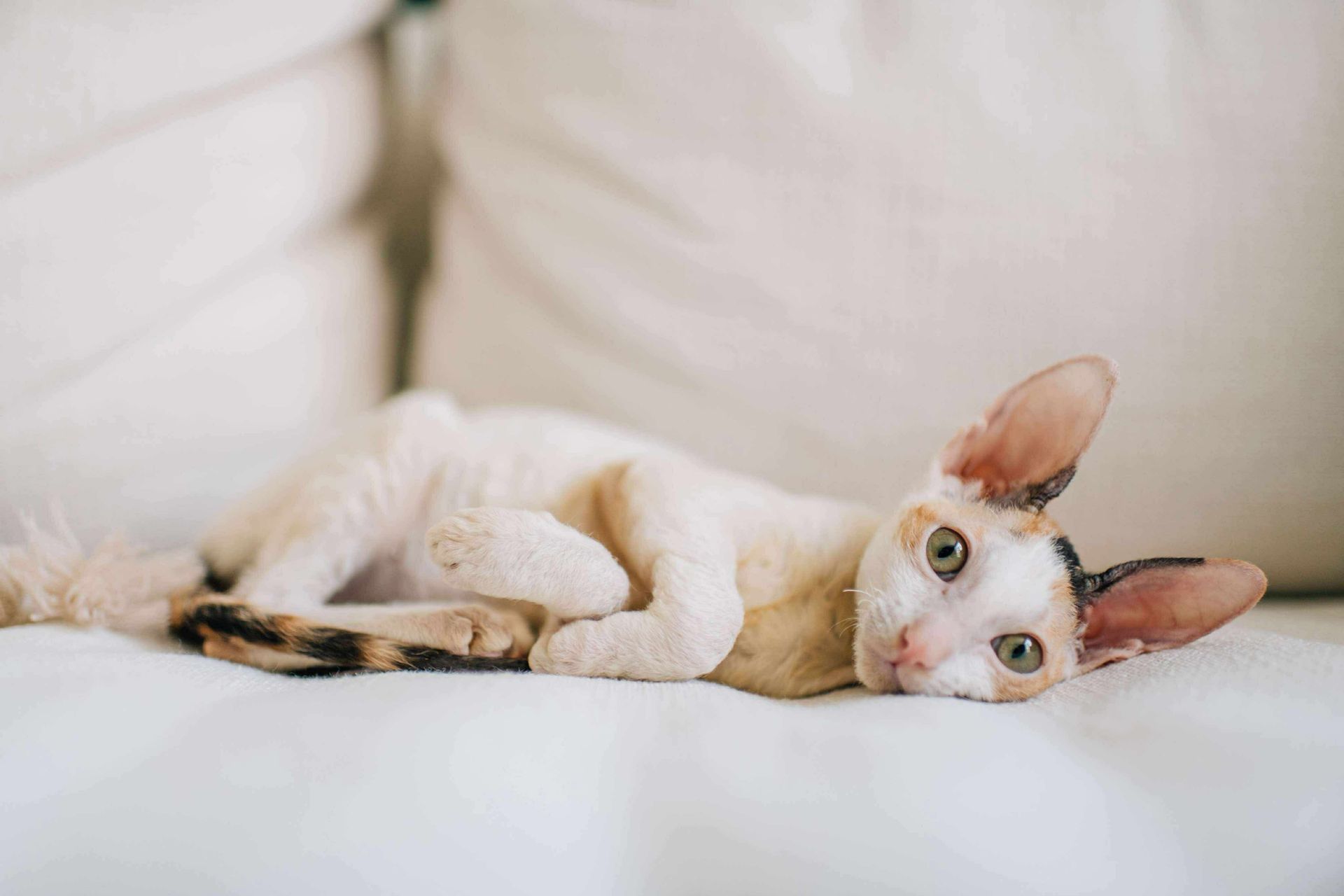 Cornish Rex Kittens | Maine Coons & Cornish Rexes of Texas