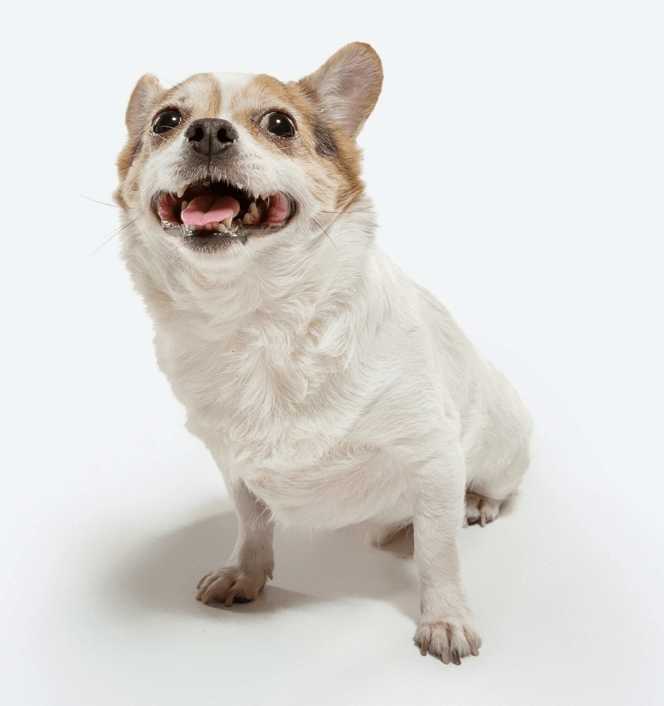 pet-friendly apartments fort wayne