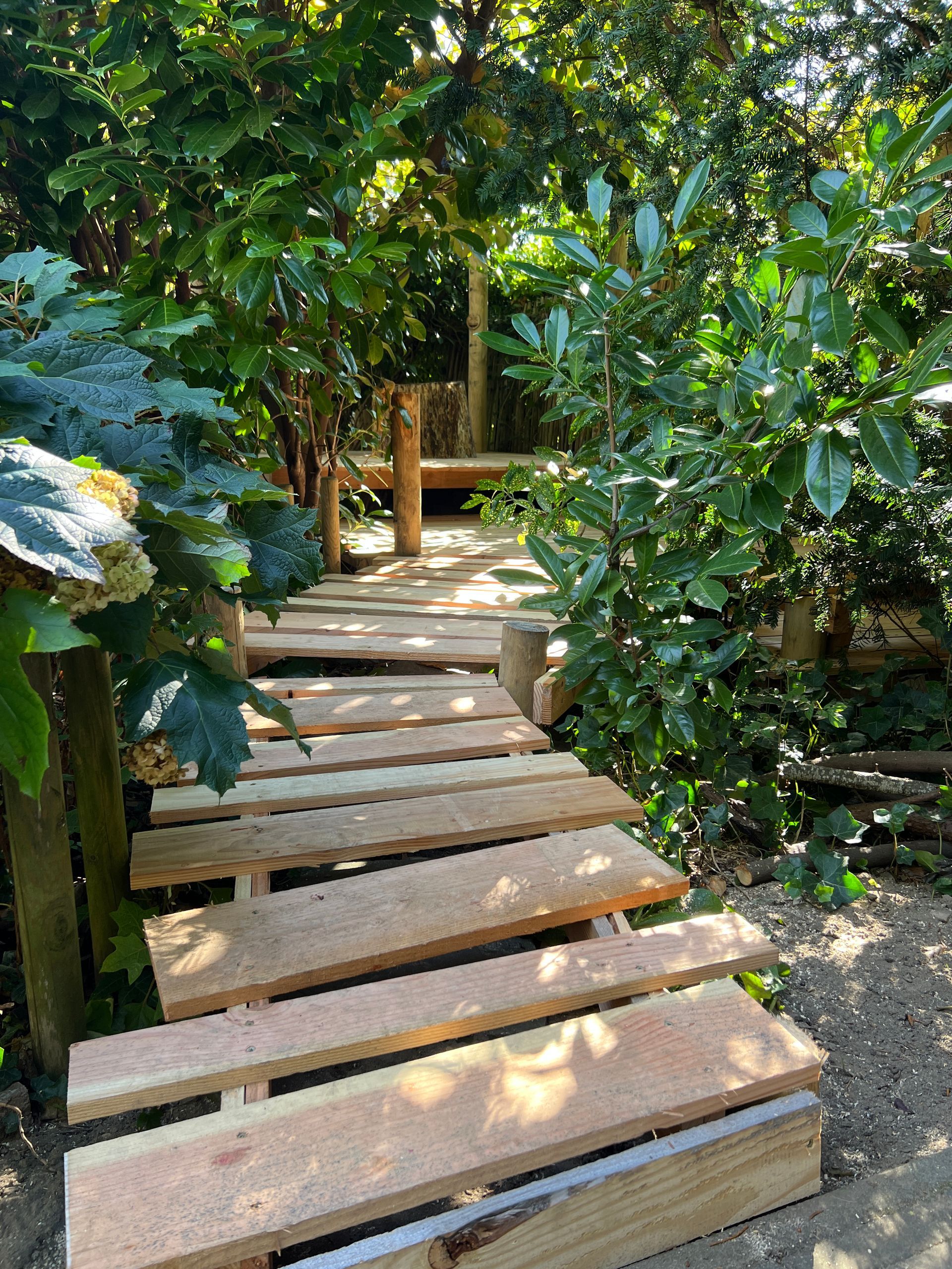 Houten pad door weelderig groen.