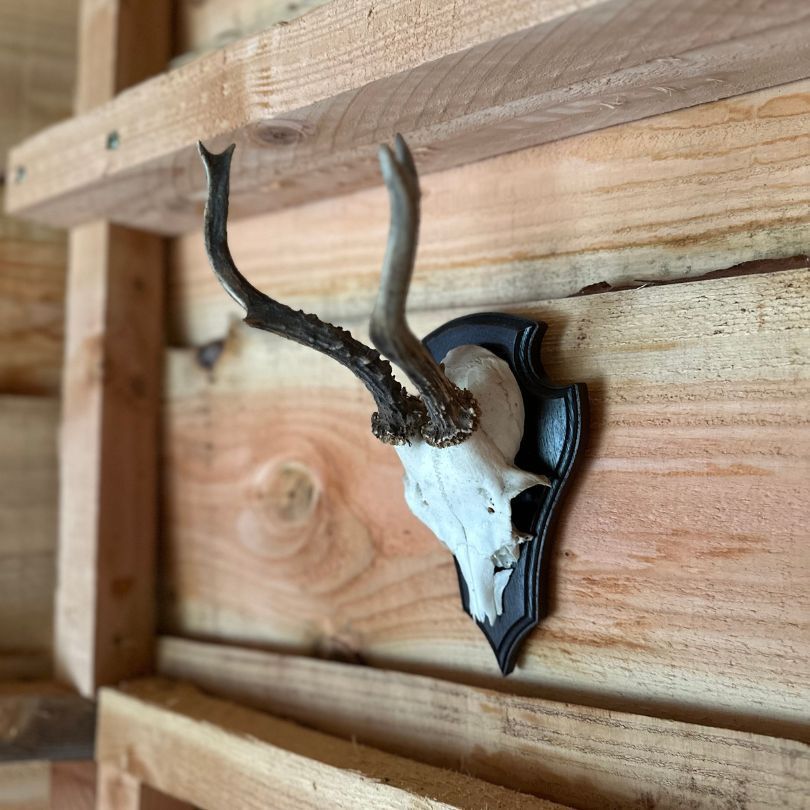 Hertenhoorns gemonteerd op een houten plaat, bevestigd aan een houten lambrisering.