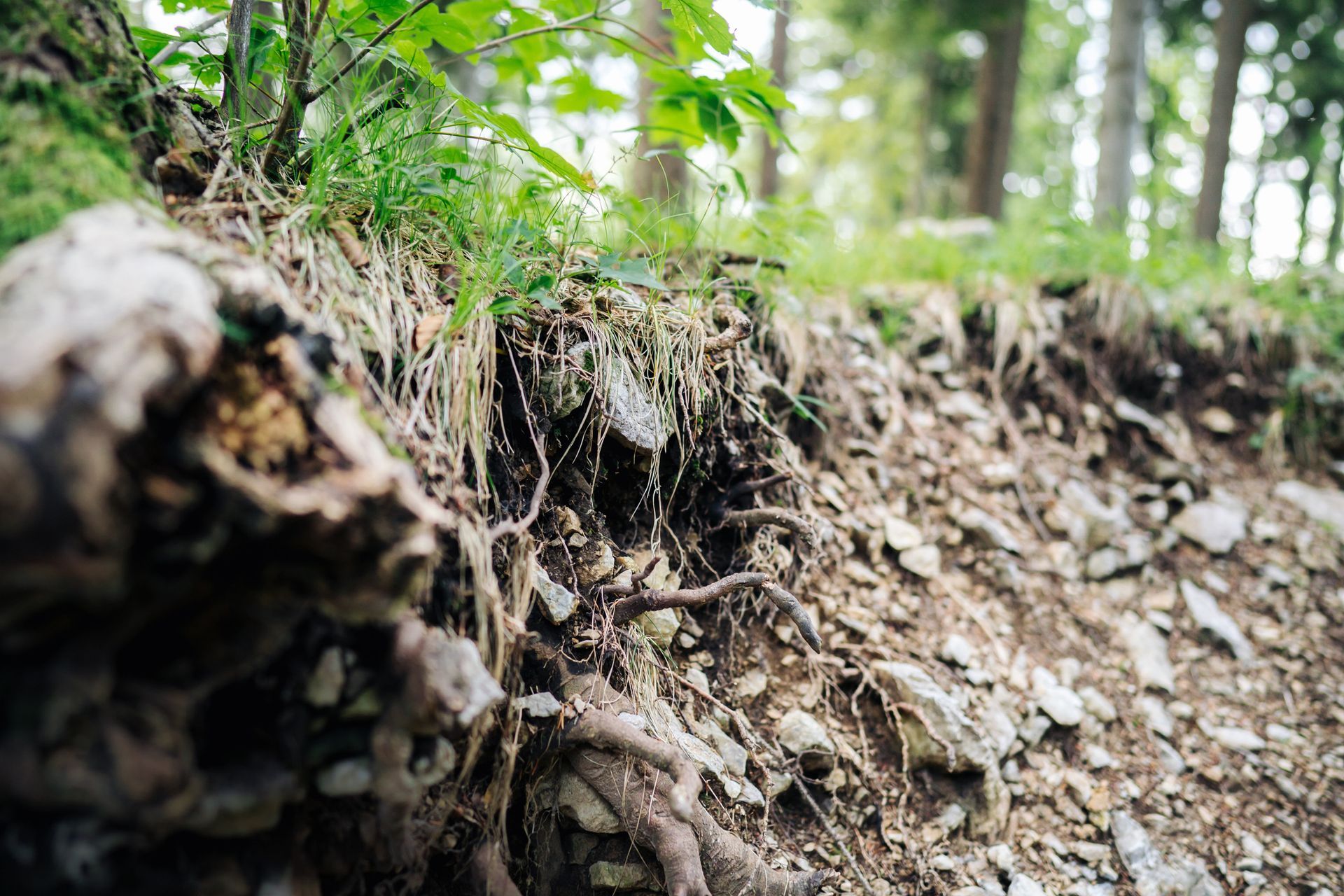 Tree Roots | Phoenix, AZ | Murphy’s A1 Tree Services