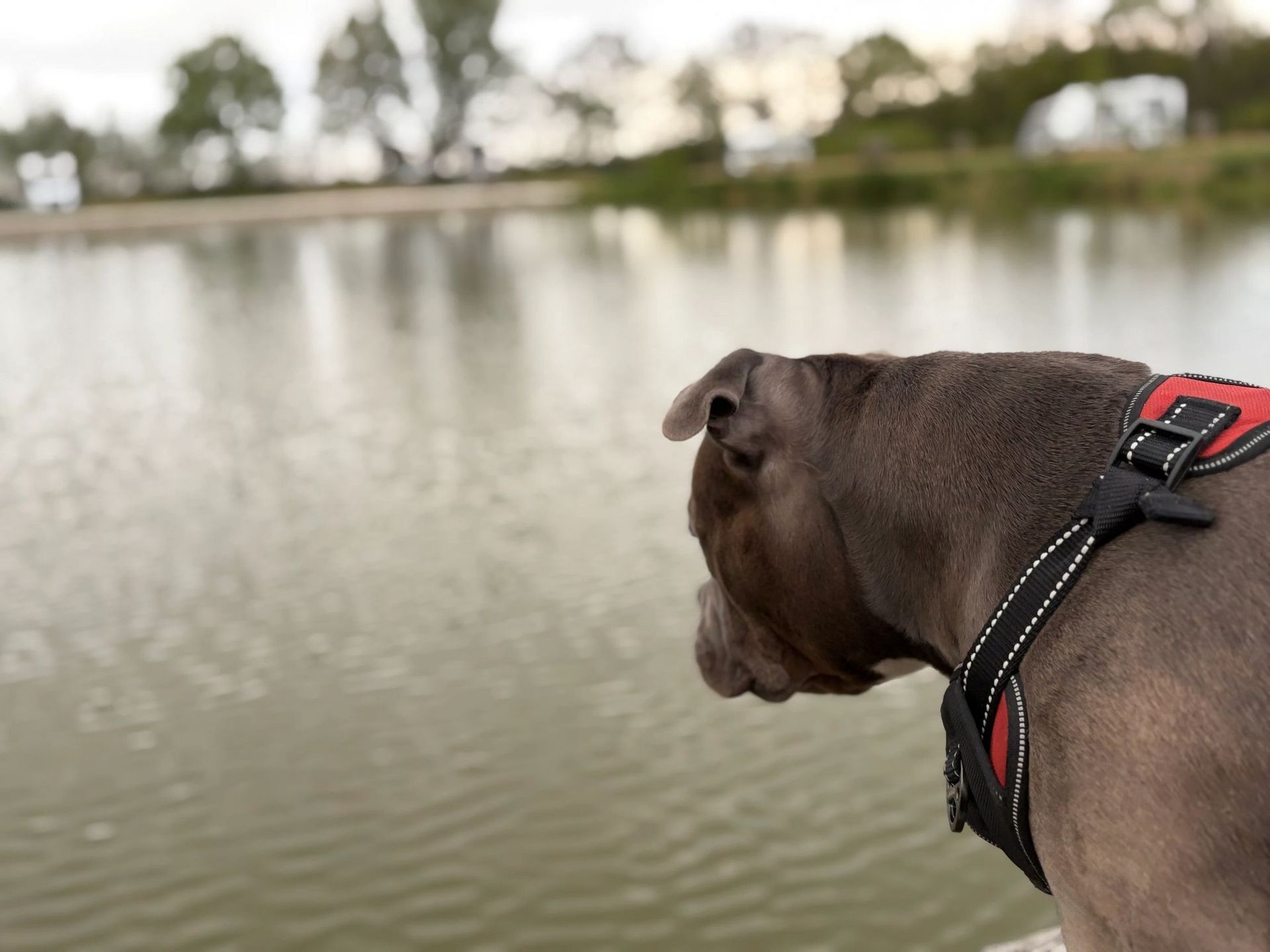 Een blauwe pitbull met een rood tuigje kijkt uit over een kalm wateroppervlak, met bomen en de lucht op de achtergrond.