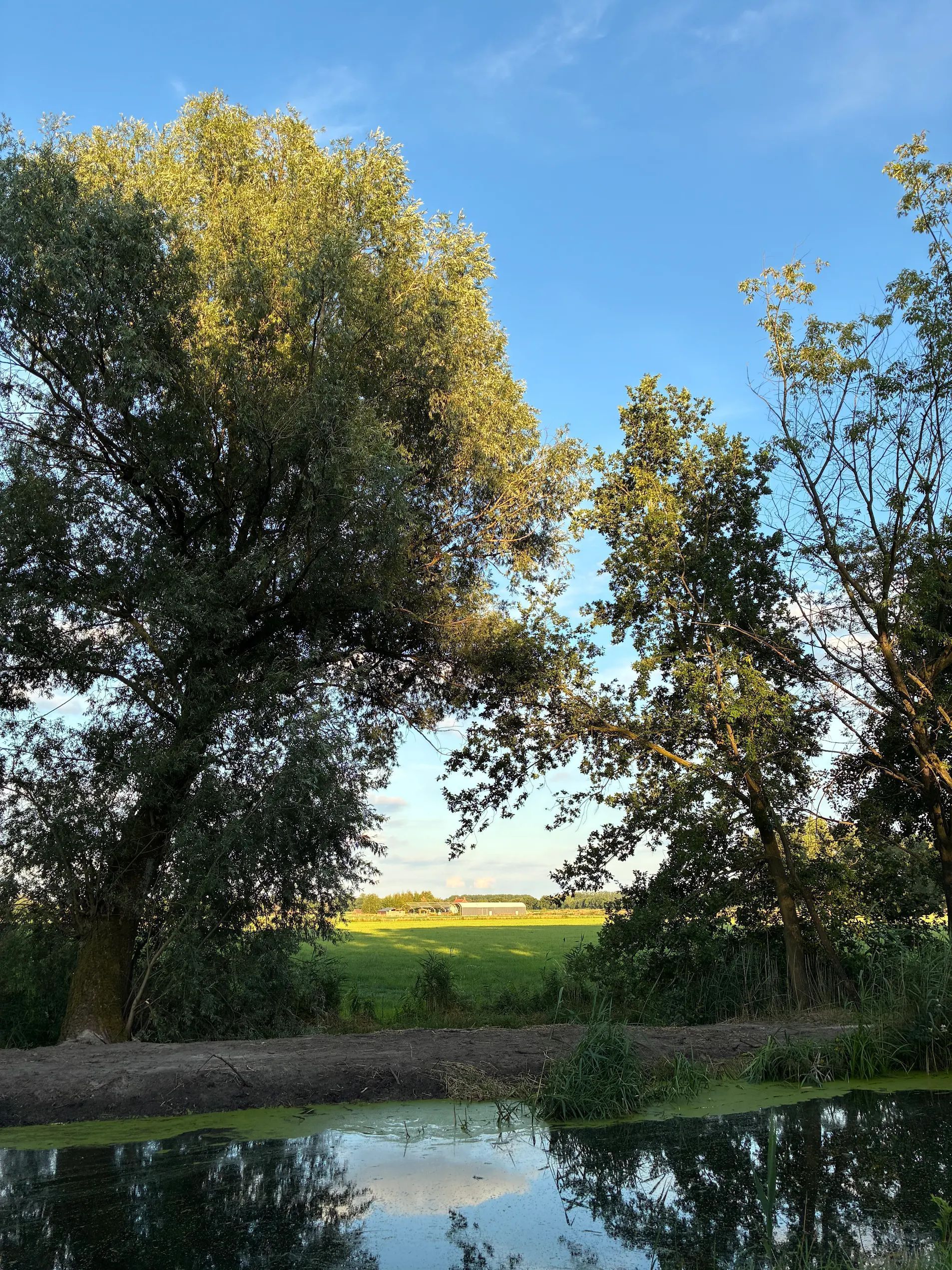 Bomen omlijsten een verafgelegen veld onder een blauwe lucht, die wordt weerspiegeld in het donkere water.