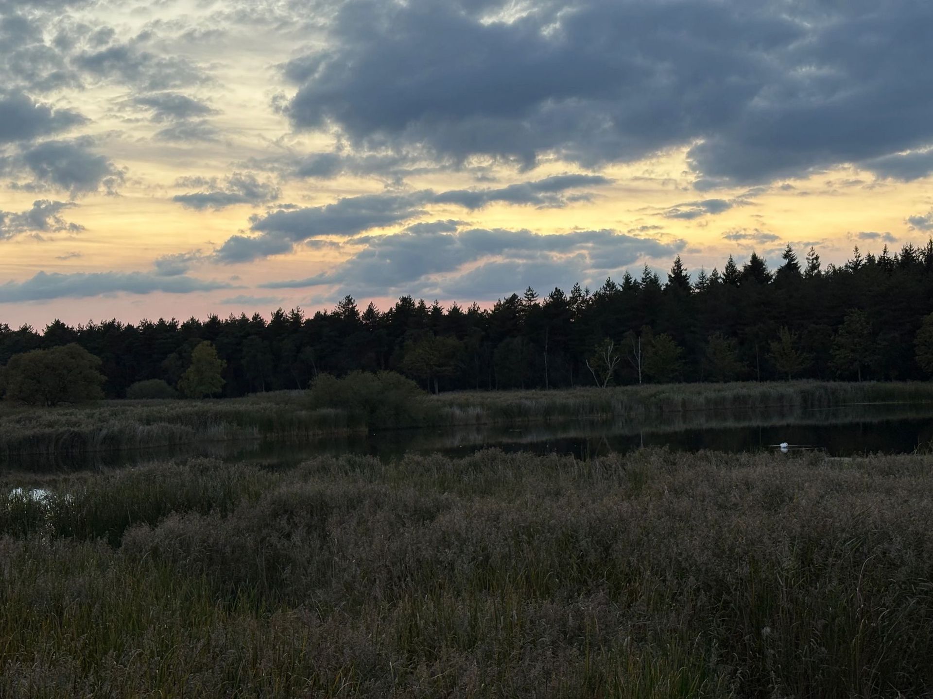 Zonsondergang boven een veld met hoog gras, een rustig meer en een donkere boomgrens; bewolkte lucht.