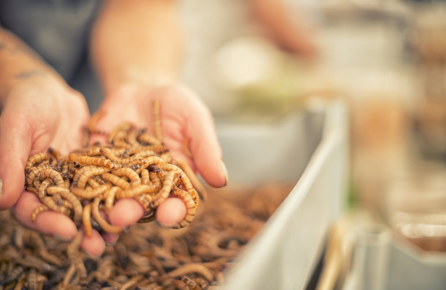 Edible insects