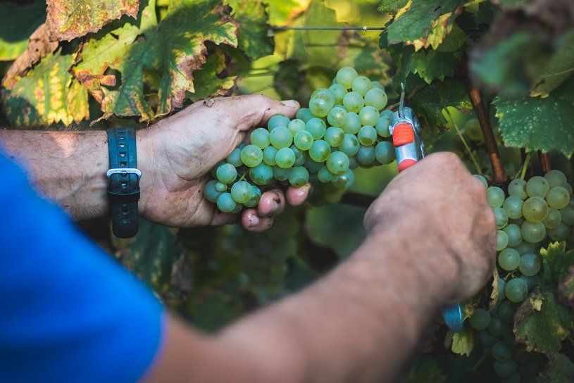 Person harvesting green grapes with clippers in a vineyard.