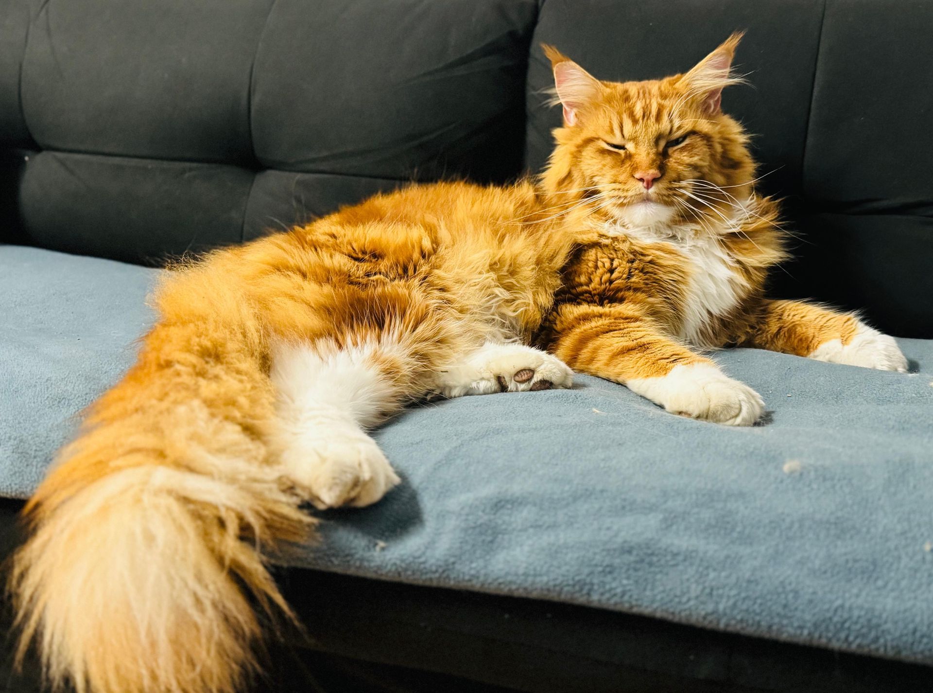 Kater Knut