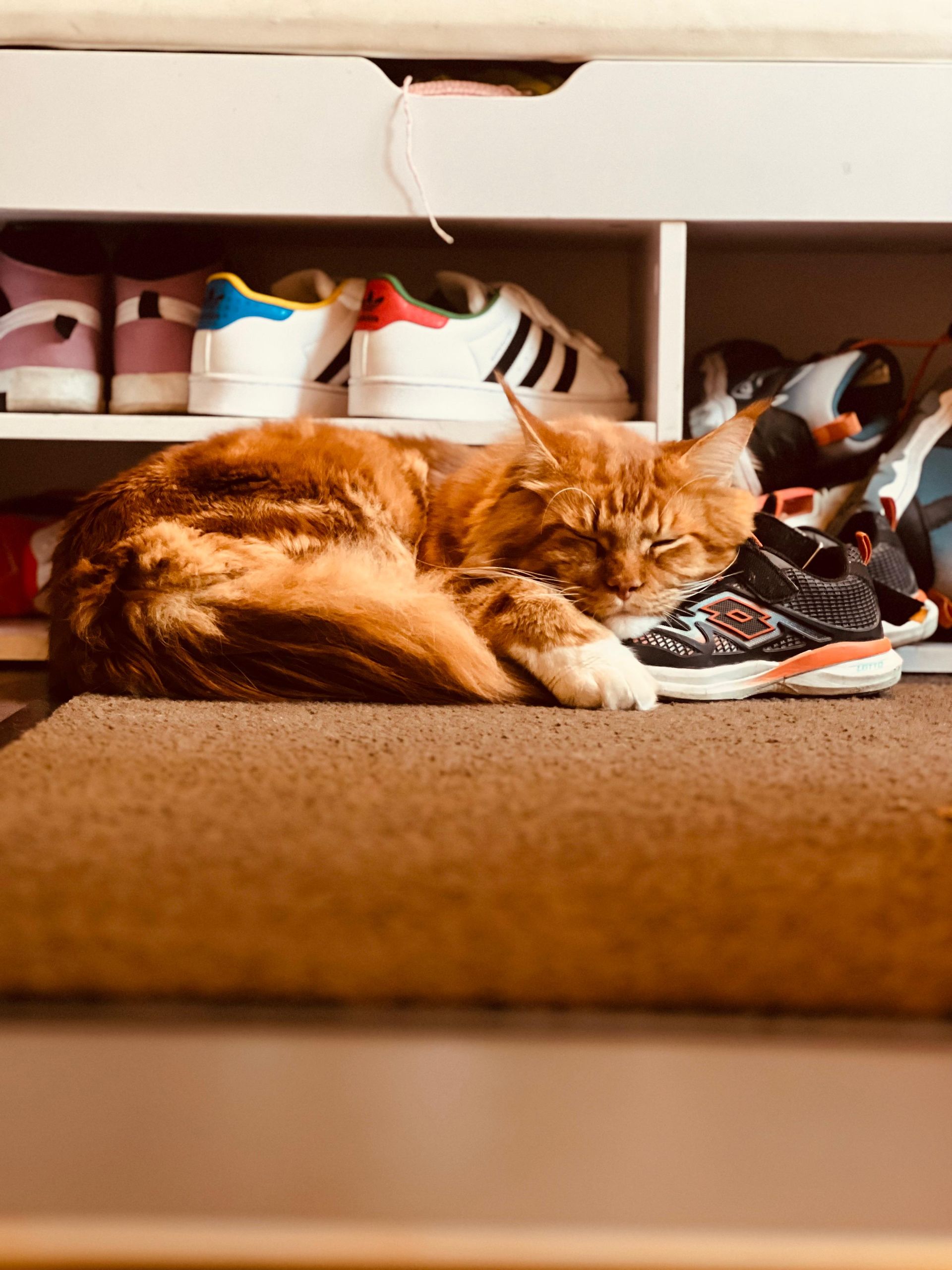 Kater Knut chillt