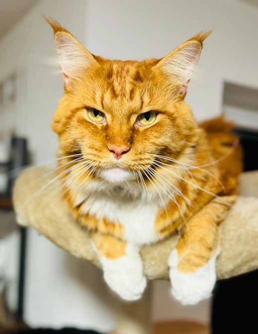 Kater Knut