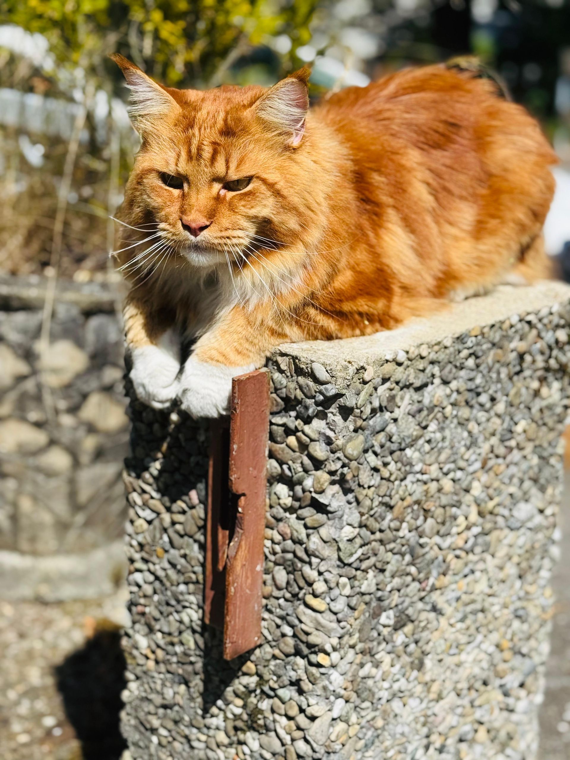 Kater Knut