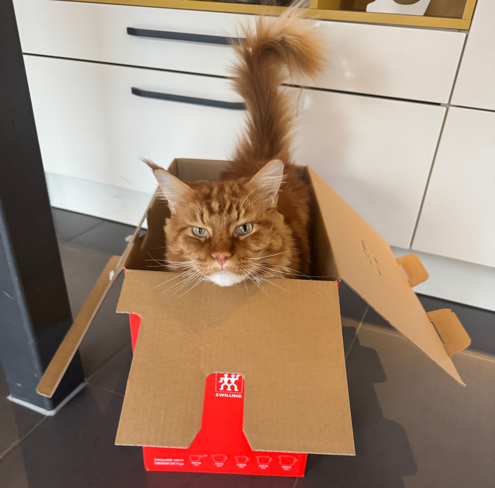 Kater Knut