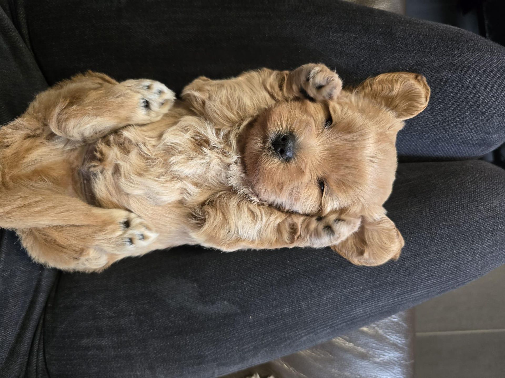 Havapoo Welpe