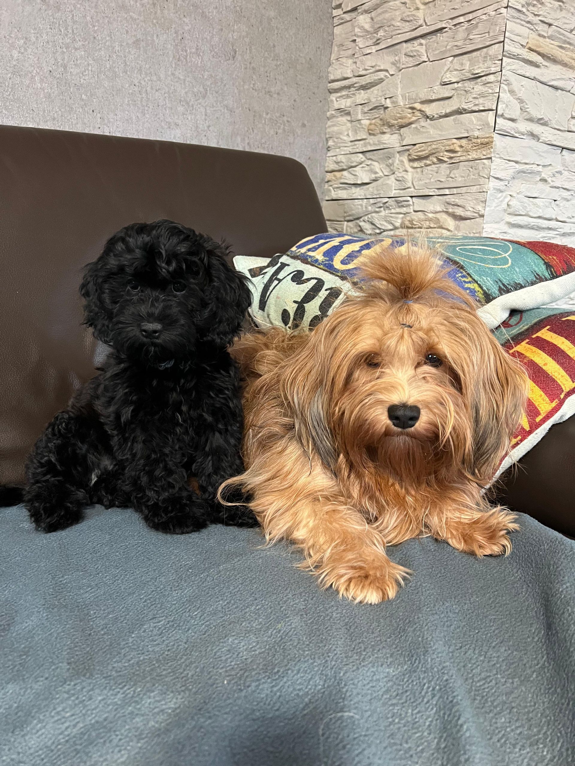 Muffin & Toffee