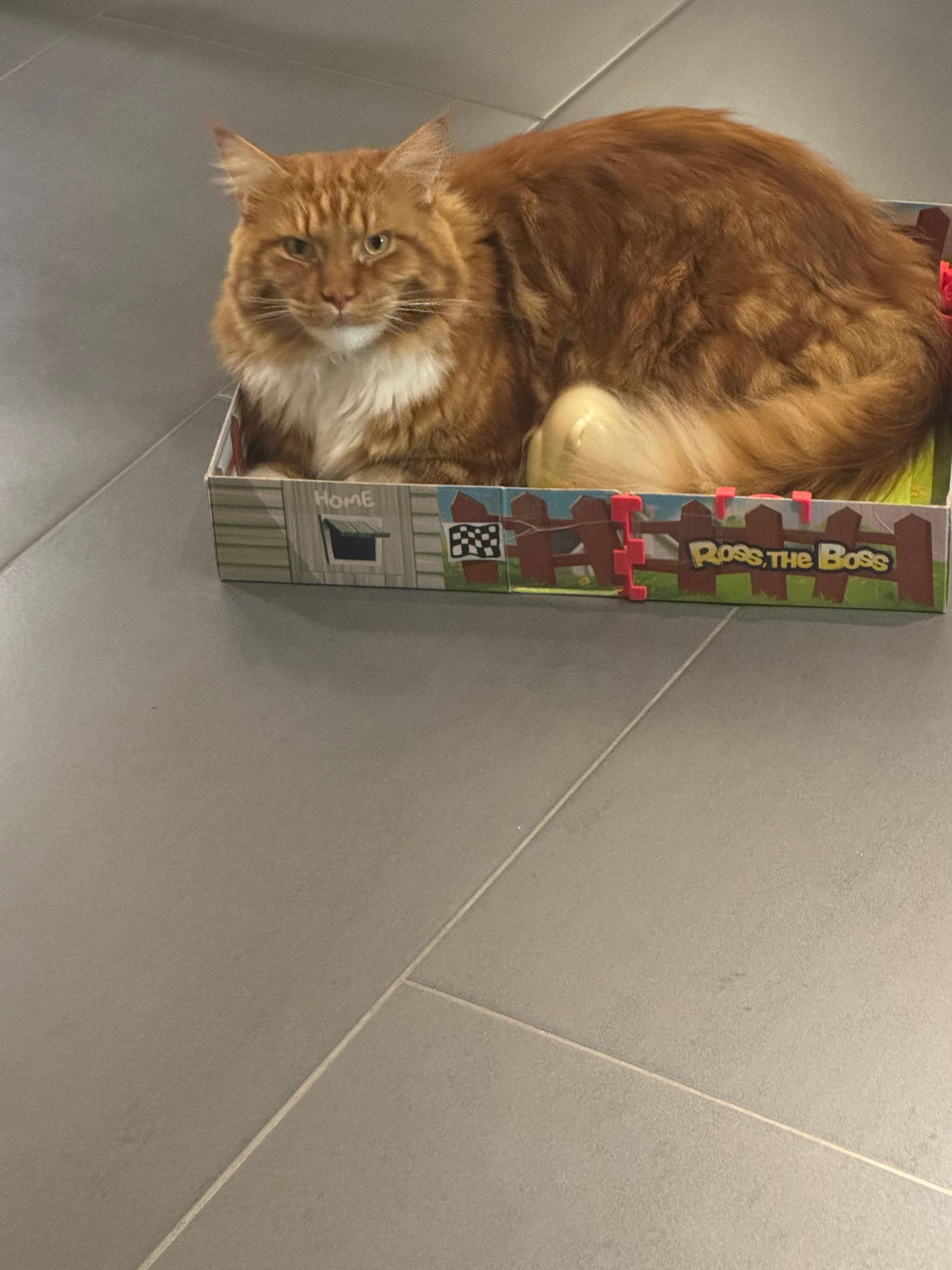 Kater Knut