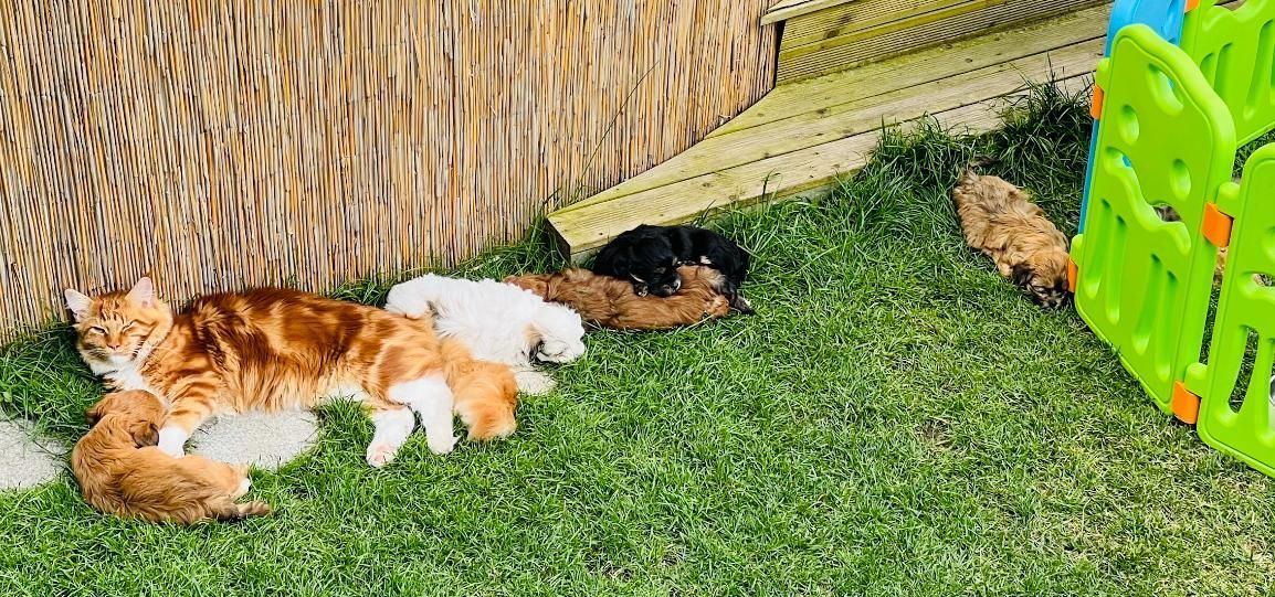 Kater Knut & die Havapoo Welpen