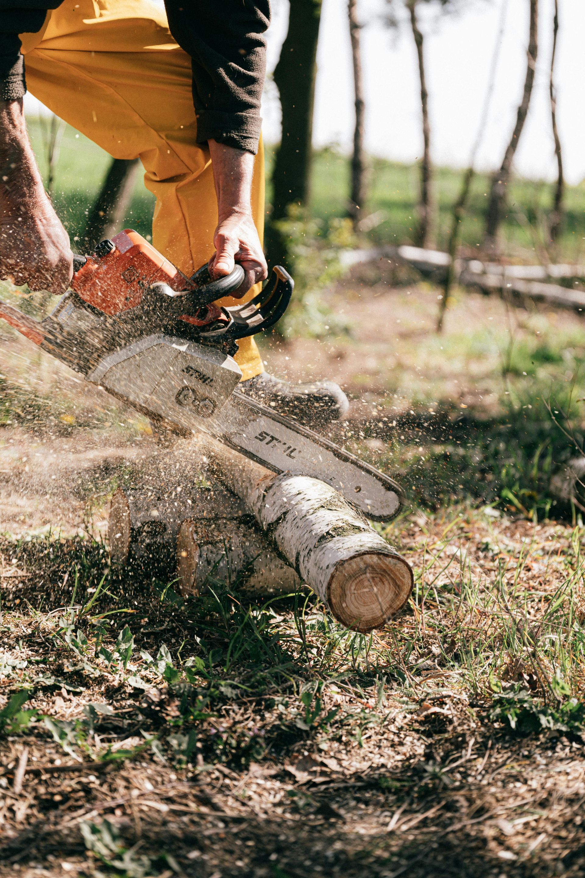 Person in yellow pants using a chainsaw to cut a log outdoors, wood chips flying.