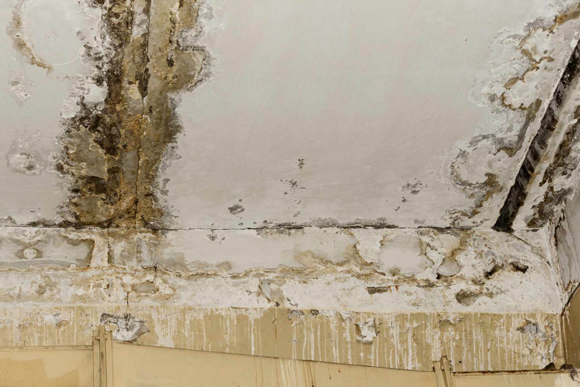 Ceiling Molds – Canberra, NSW – Ozbestos