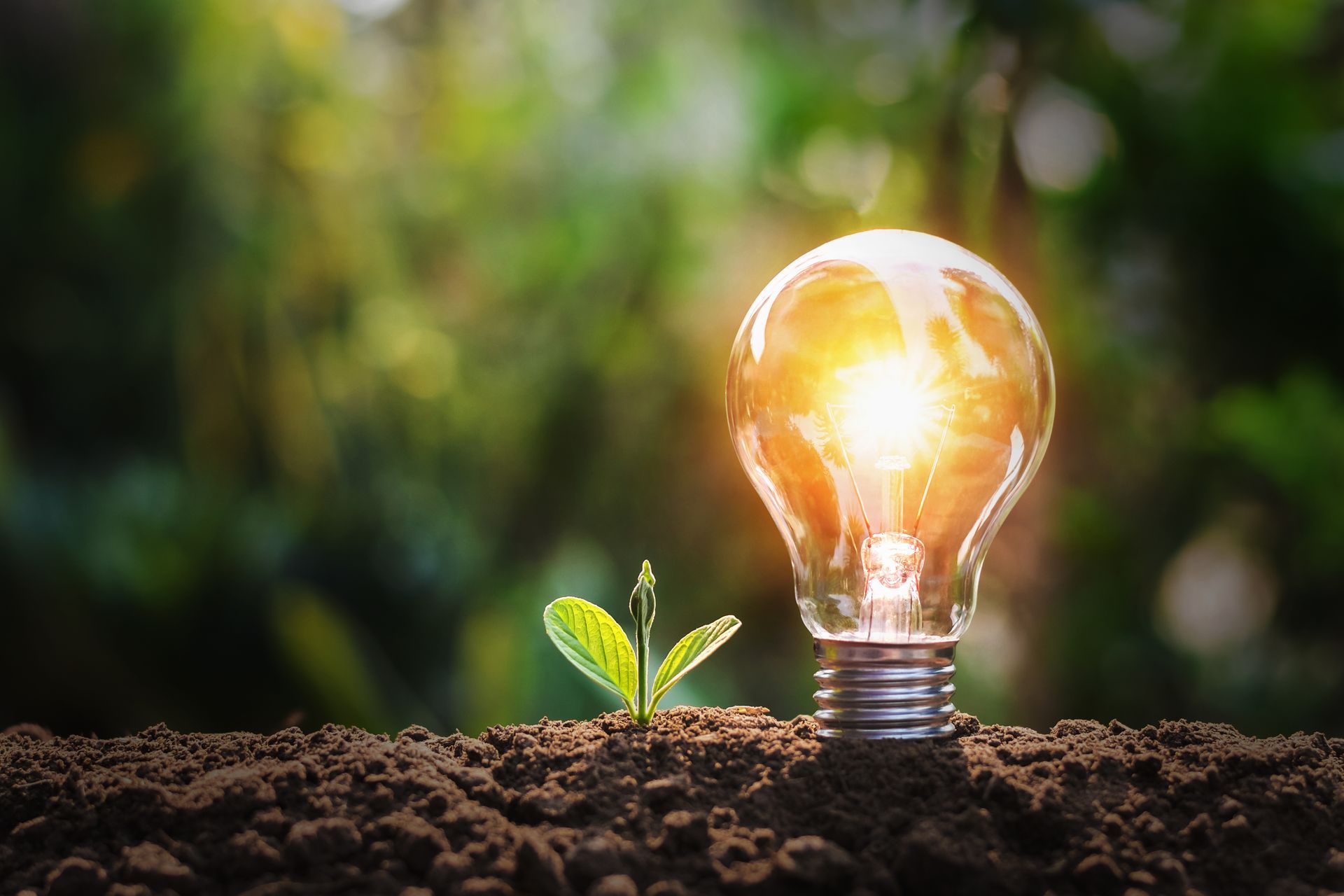 a light bulb with a small plant growing out of it .