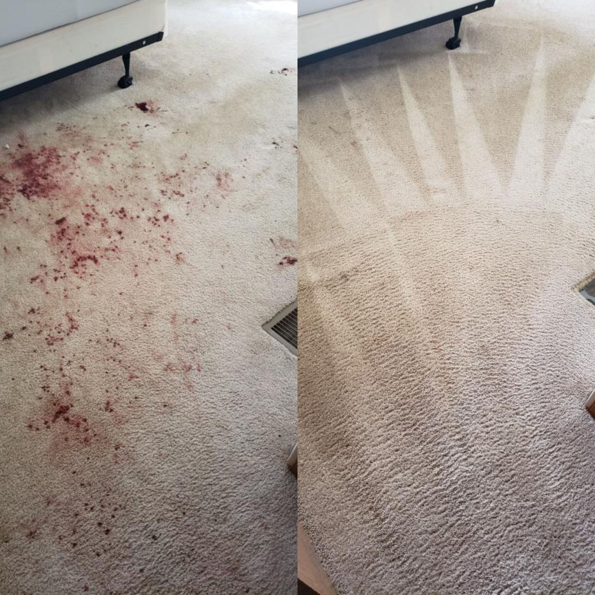 Yellow-gloved hands cleaning a red spill on a carpet with white powder.