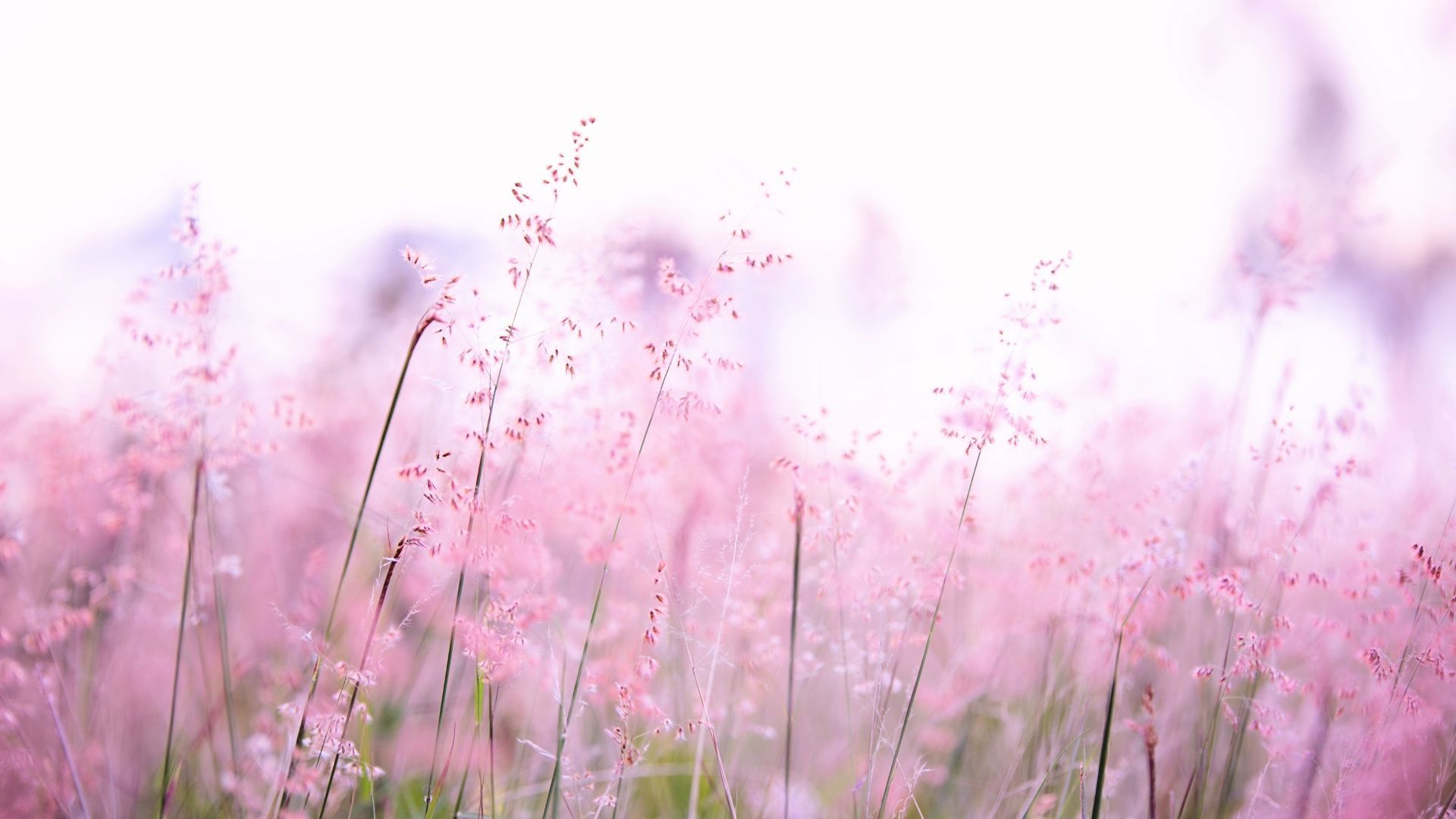 a field of pink flowers with a white background