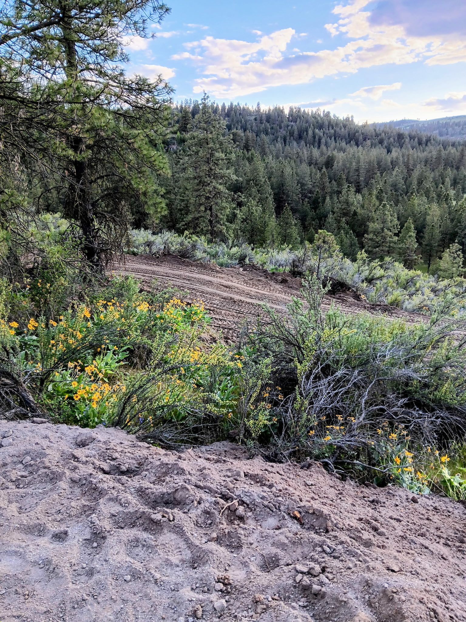 Forest view from a rocky hillside with trees, shrubs, and distant blue hills under a partly cloudy sky
