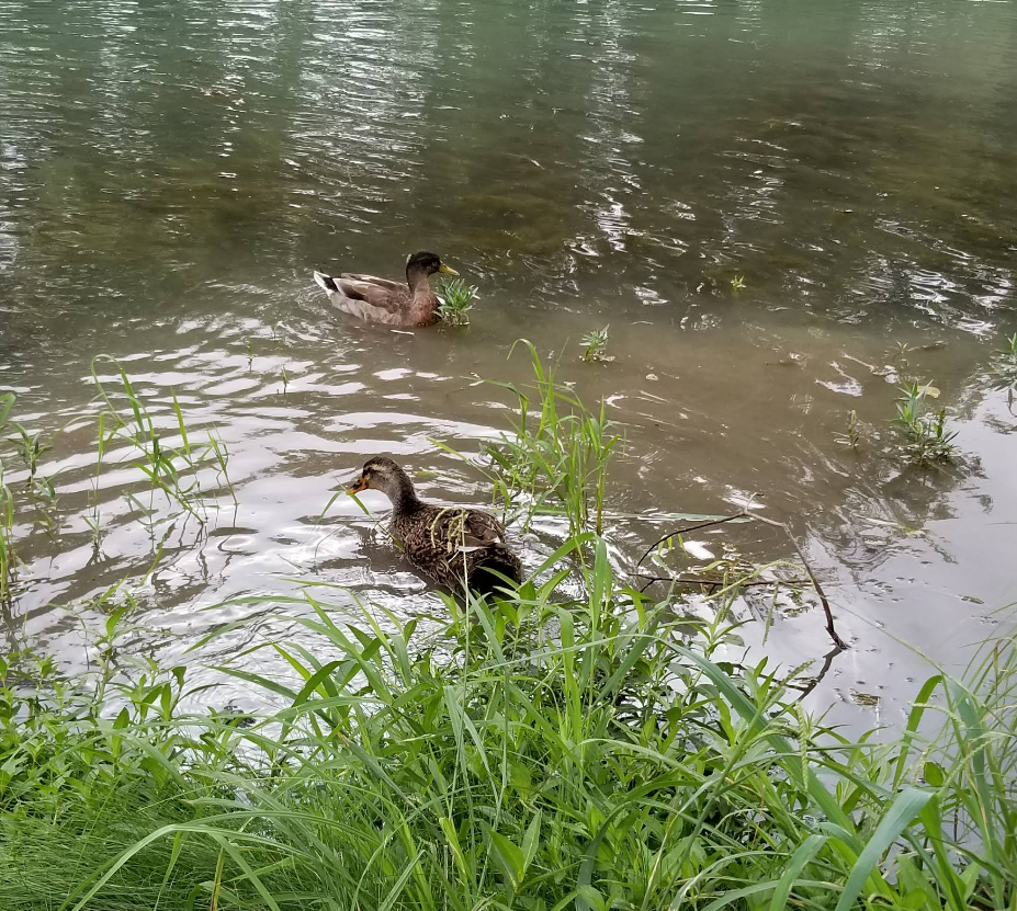 Two ducks are swimming in the water near some grass
