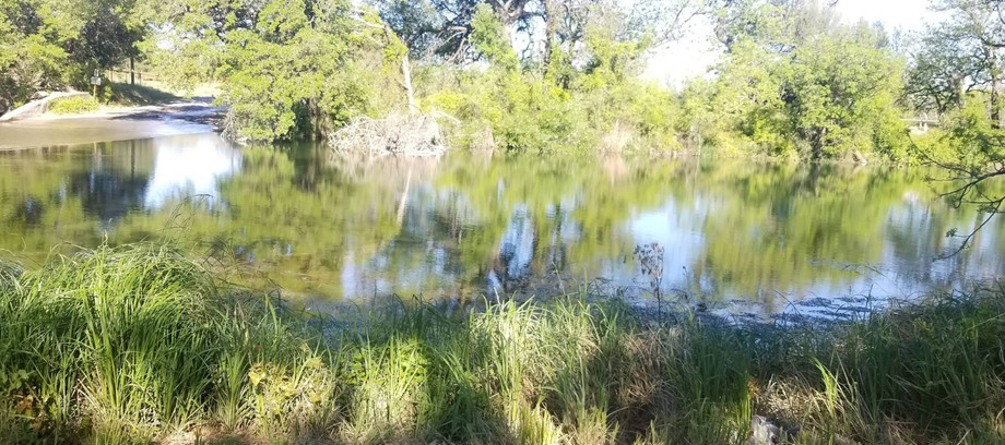 A large body of water surrounded by trees and grass.
