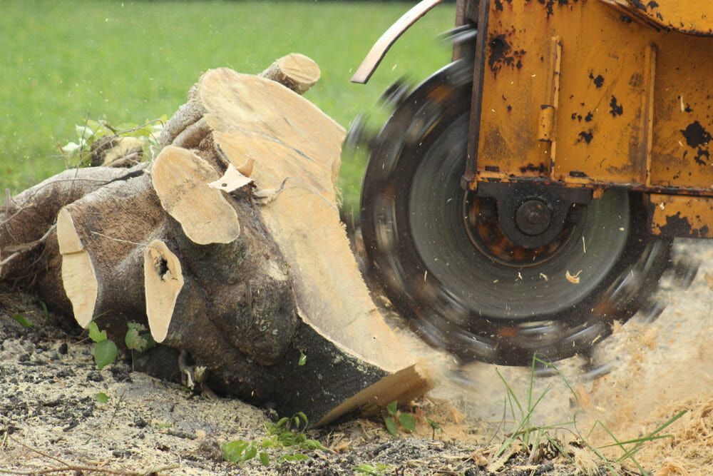 A Machine is Cutting a Tree Stump in the Ground — Dingo's Tree Services In Wollongong, NSW