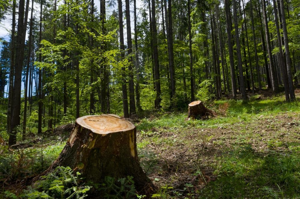 A Tree Stump in the Middle of a Forest— Dingo's Tree Services In Wollongong, NSW