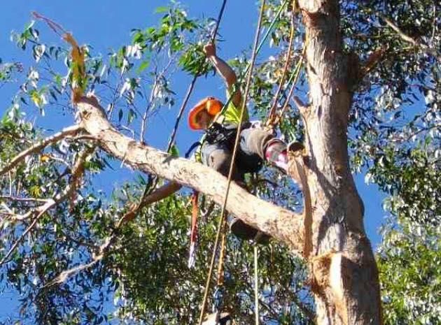 A Man is Climbing Up a Tree With a Rope — Dingo's Tree Services In Wollongong, NSW