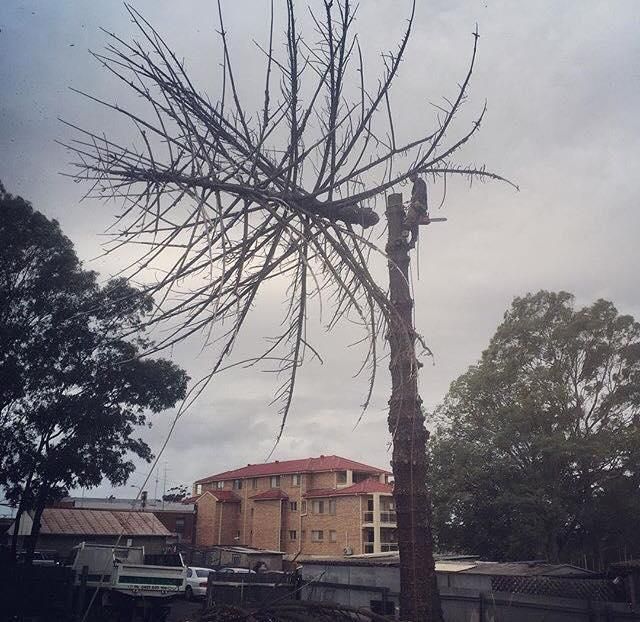 A Tree Without Leaves is Being Cut Down in Front of a Building — Dingo's Tree Services In North Wollongong, NSW