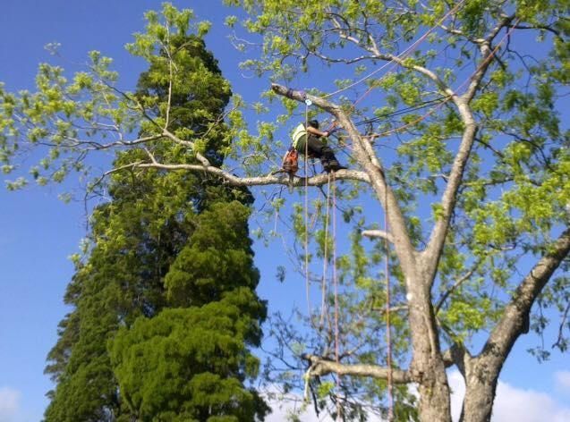 A Man is Cutting a Tree With a Chainsaw — Dingo's Tree Services In North Wollongong, NSW