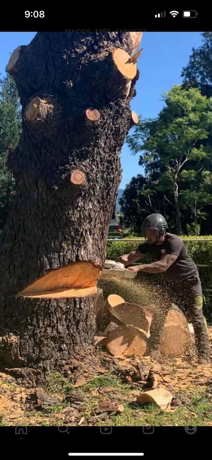 A Man is Cutting Down a Tree With a Chainsaw — Dingo's Tree Services In North Wollongong, NSW