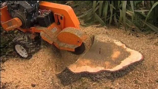 A Tree Stump is Being Removed by a Machine — Dingo's Tree Services In North Wollongong, NSW